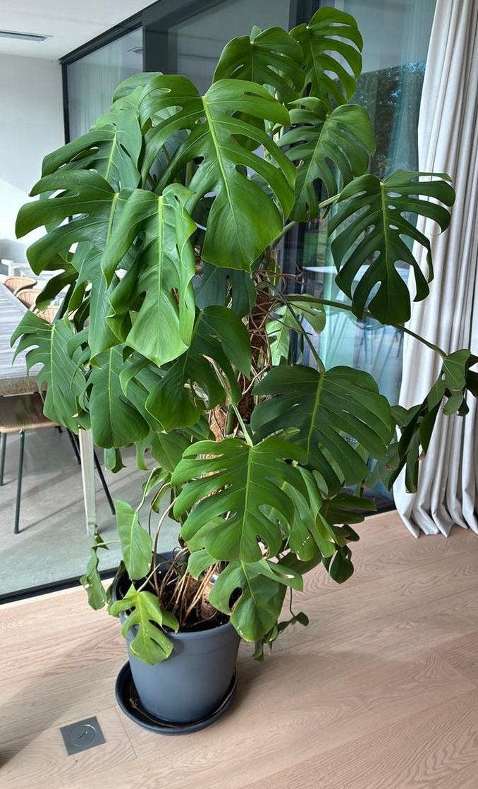 Grote Monstera 180cm, Plante verte, Enlèvement, 150 à 200 cm
