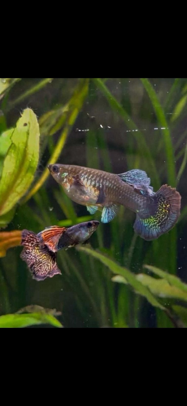 Guppy’s mix <6m oud, Dieren en Toebehoren, Vis, Zoetwatervis