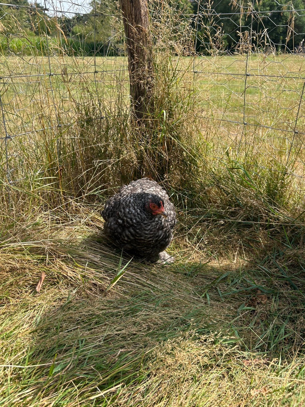 Cochin hen koekoek, Femelle, Poule ou poulet
