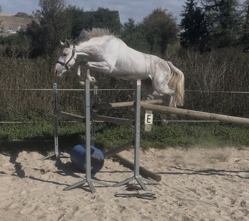 2 top chevaux 2023 / CSO, Animaux & Accessoires, Plusieurs animaux, Ne s'applique pas