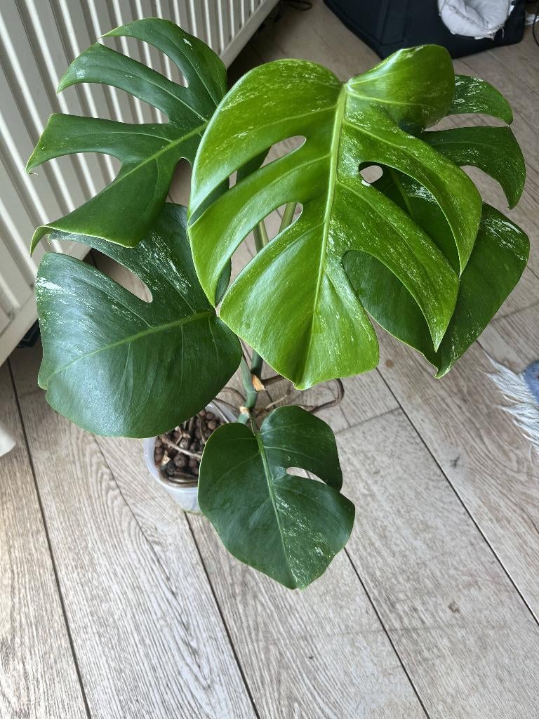 Monstera albo variegata, Huis en Inrichting, Kamerplanten, Ophalen, Overige soorten, Minder dan 100 cm