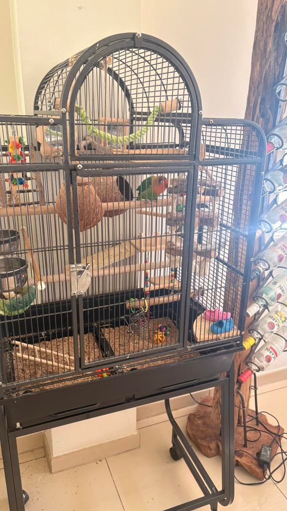 Vogelkooi met Agarpornis van 1 jaar oud (pop), Enlèvement, Comme neuf, Cage à oiseaux