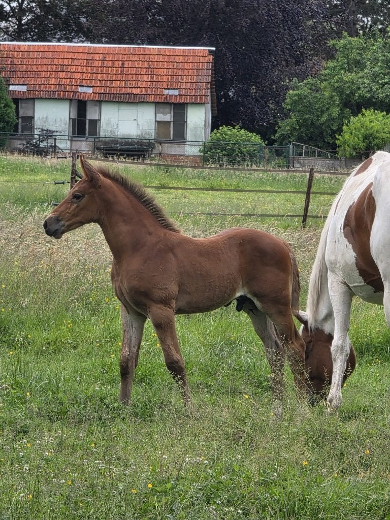 Hengstveulen van Jaguar vd Berghoeve, Springpaard, Met stamboom, 0 tot 2 jaar, Hengst