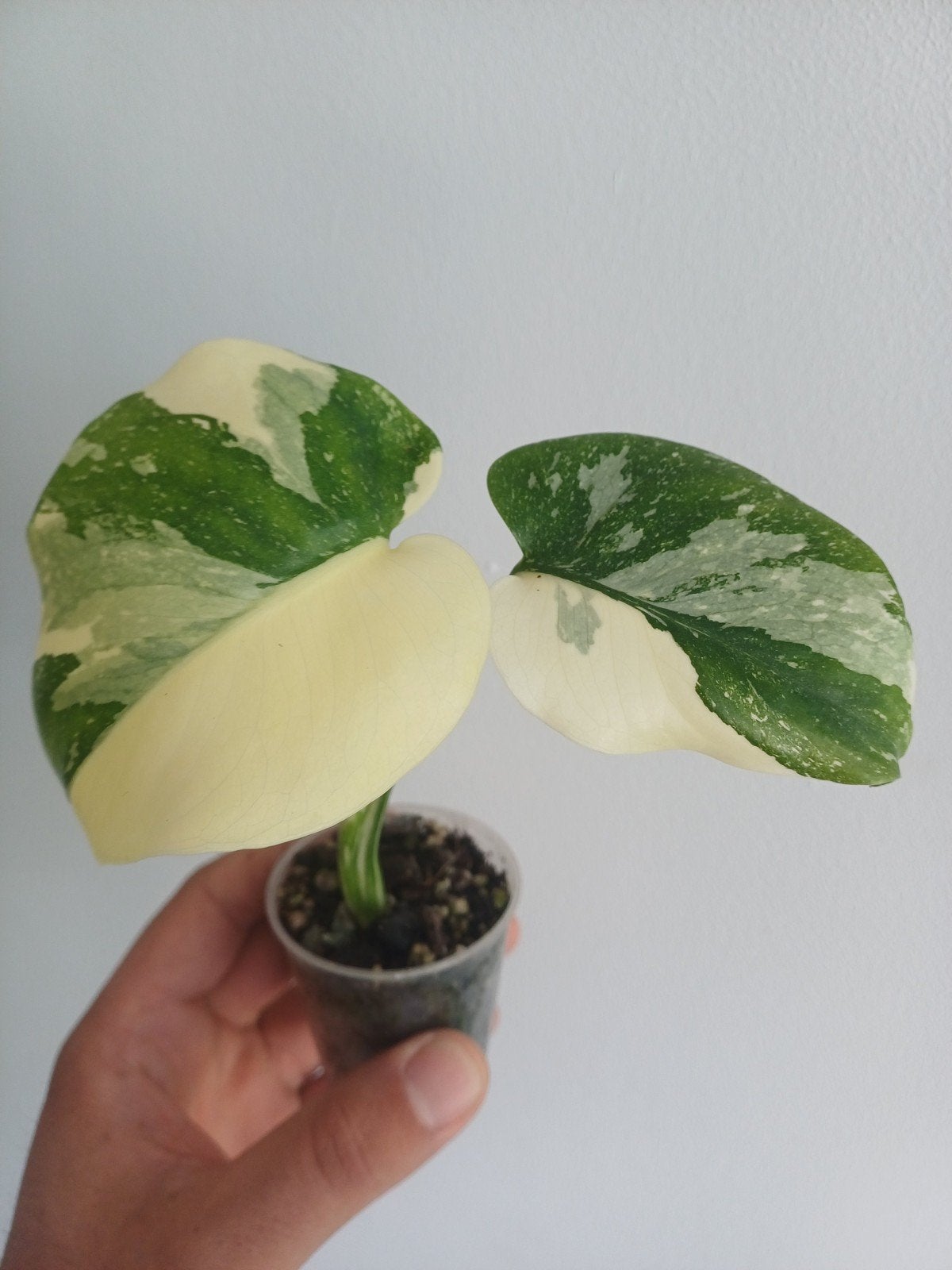 Monstera Cream Cheese, Maison & Meubles, Plantes d'intérieur, Autres espèces, En pot, Enlèvement ou Envoi, Moins de 100 cm