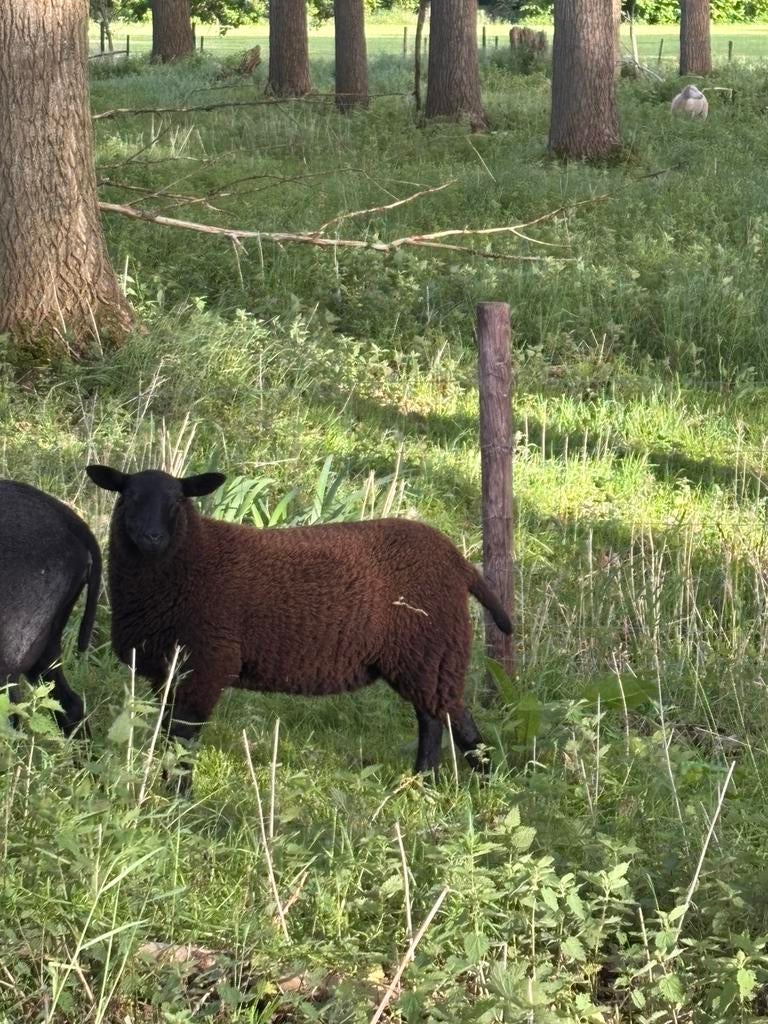 Lammeren te koop, Plusieurs animaux, Mouton, 0 à 2 ans