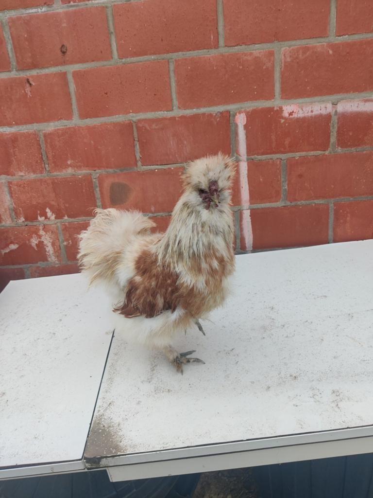 Zijdehoender haantjes, Dieren en Toebehoren