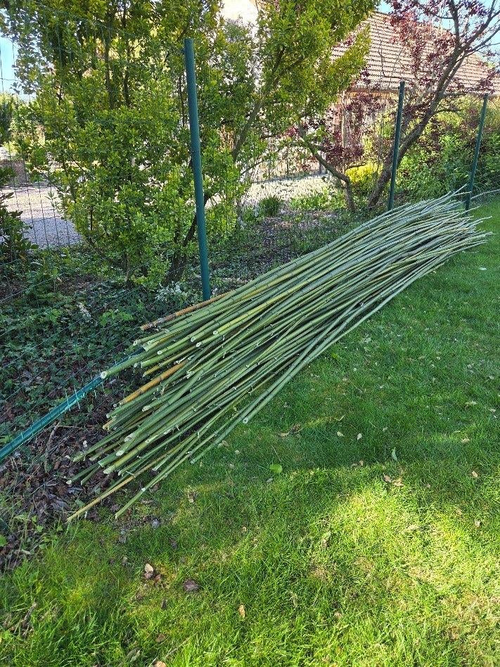 Bamboestokken voor staakbonen, Ophalen