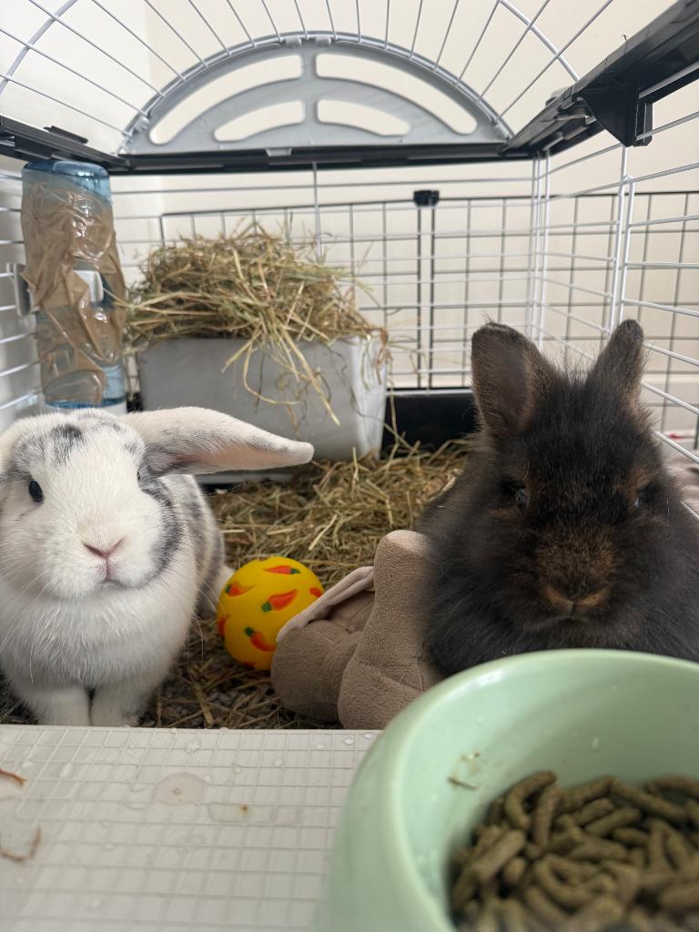 Konijntjes, Dieren en Toebehoren, Vrouwelijk, Klein, Hangoor, 0 tot 2 jaar