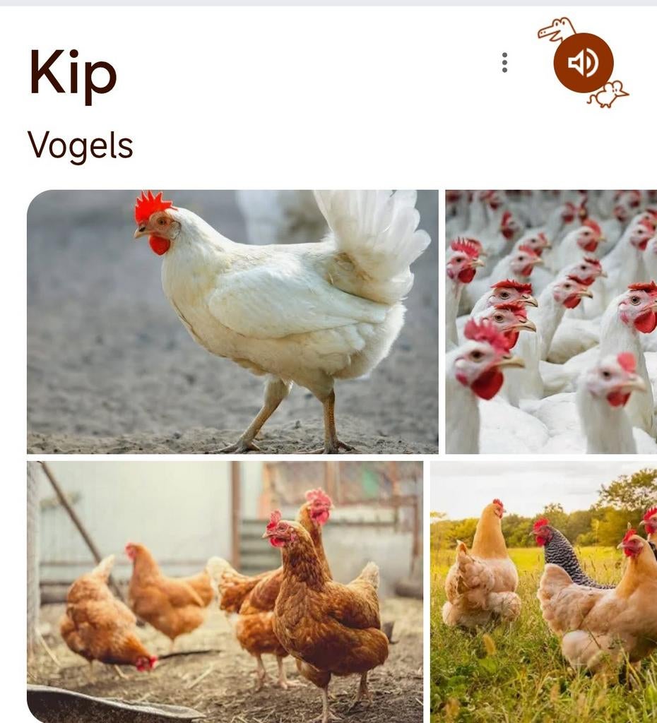 Kippen