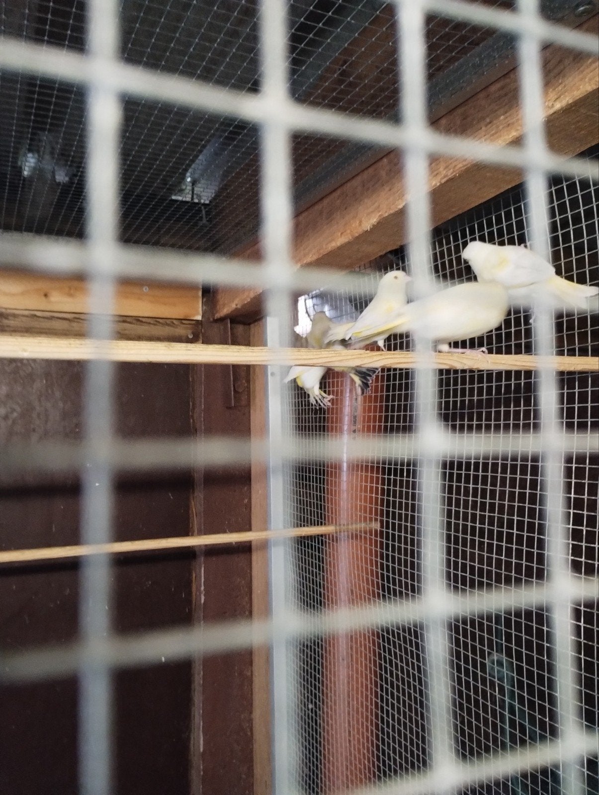 lutino en Agaat groenvinken 2026, Dieren en Toebehoren, Wildzangvogel, Geringd