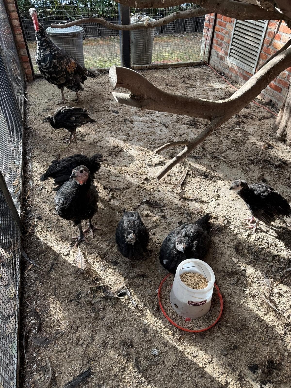 Kleine kalkoenen kalkoentjes 6 stuks, Dieren en Toebehoren, Kalkoen