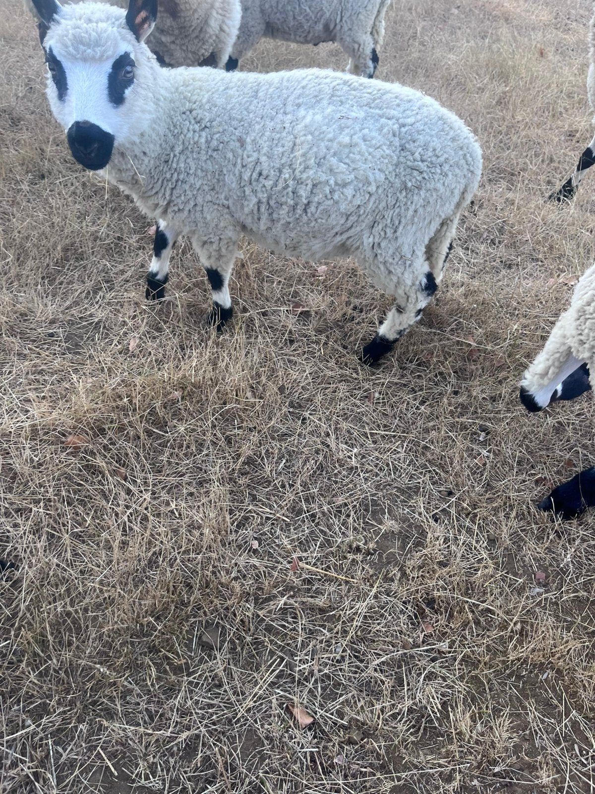 kerry hill ram lammeren, Mâle, Mouton, 0 à 2 ans