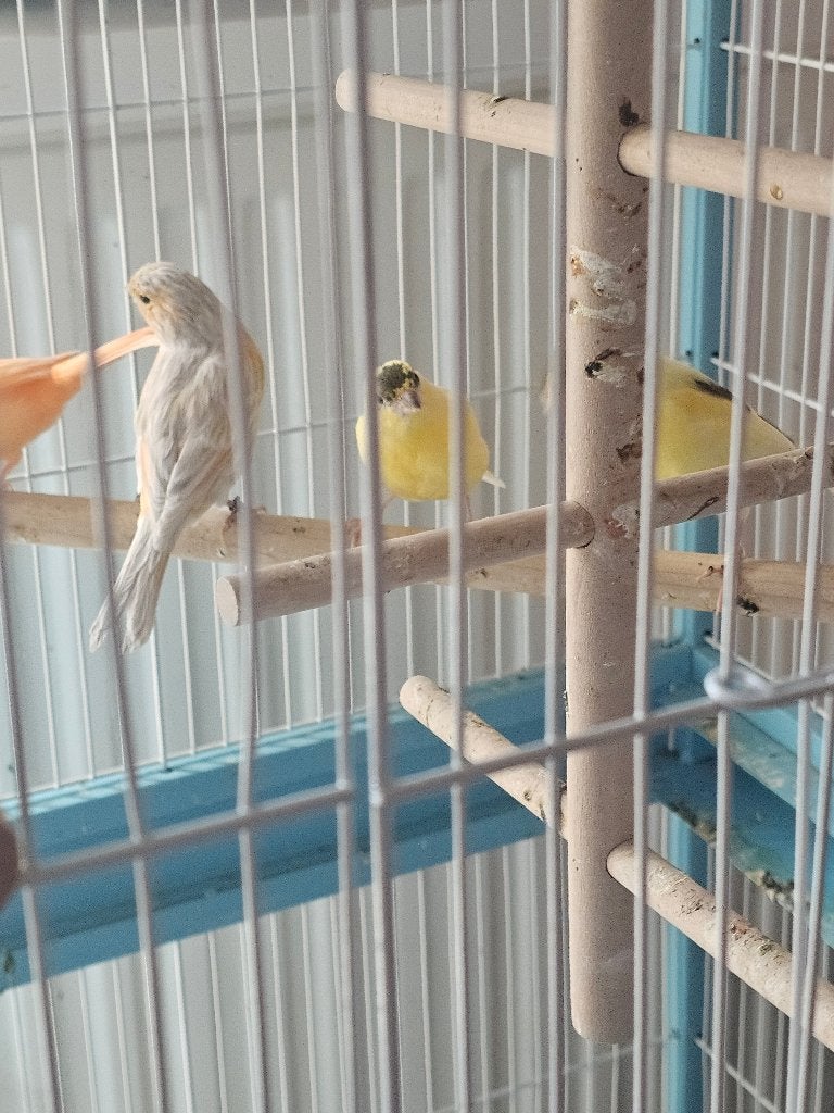 Canarie, Plusieurs animaux, Oiseau chanteur sauvage