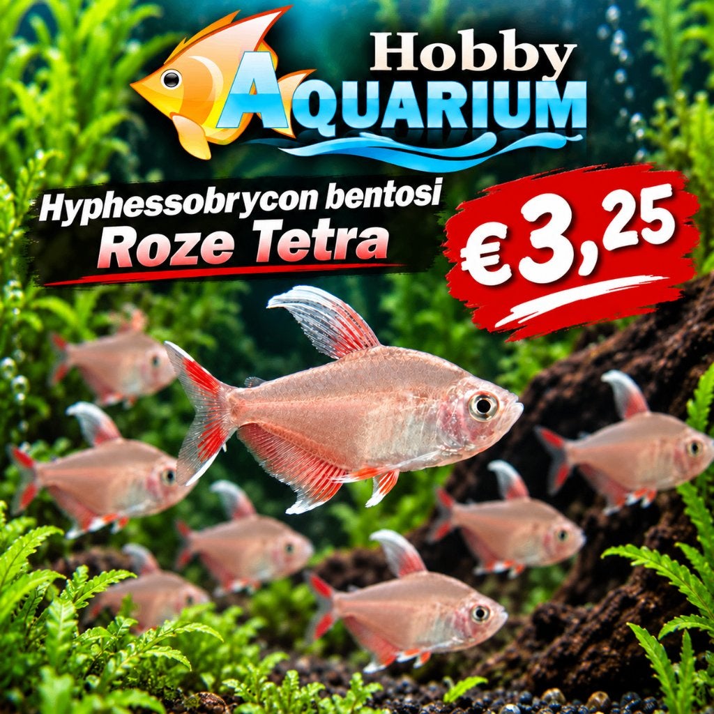 Hobbyaquarium Hyphessobraycon Bentosi / roze tetra, Vis, Zoetwatervis, Schoolvis