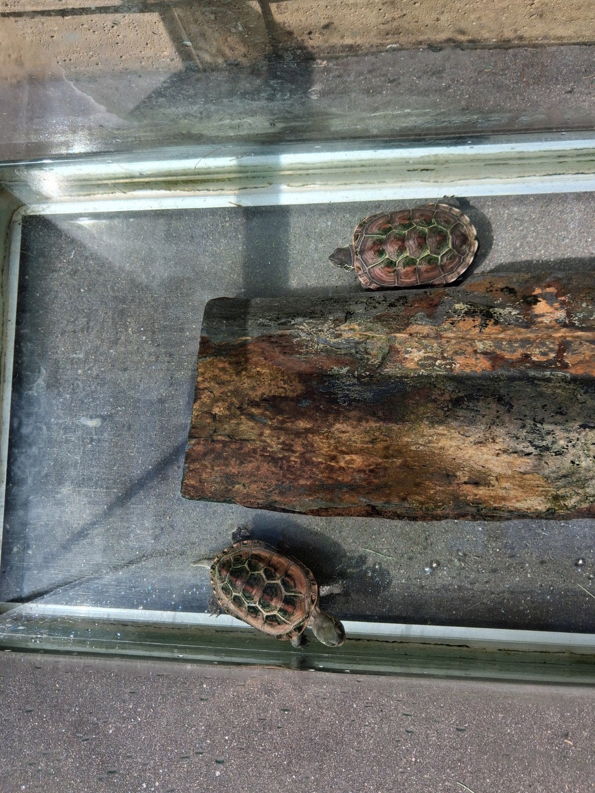 Koppel schildpadden, Dieren en Toebehoren