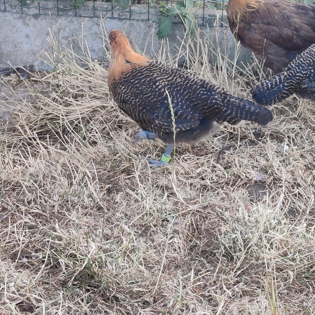 Goudbrakel koppel 2026, Plusieurs animaux, Poule ou poulet