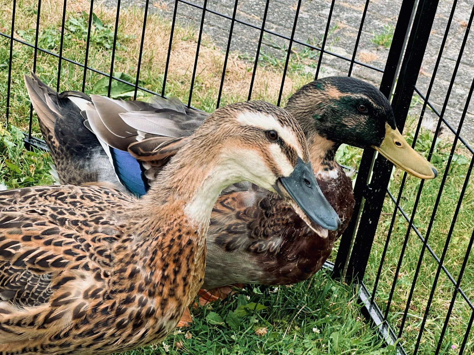 Rouen eeden V&M, Dieren en Toebehoren, Pluimvee, Meerdere dieren, Eend