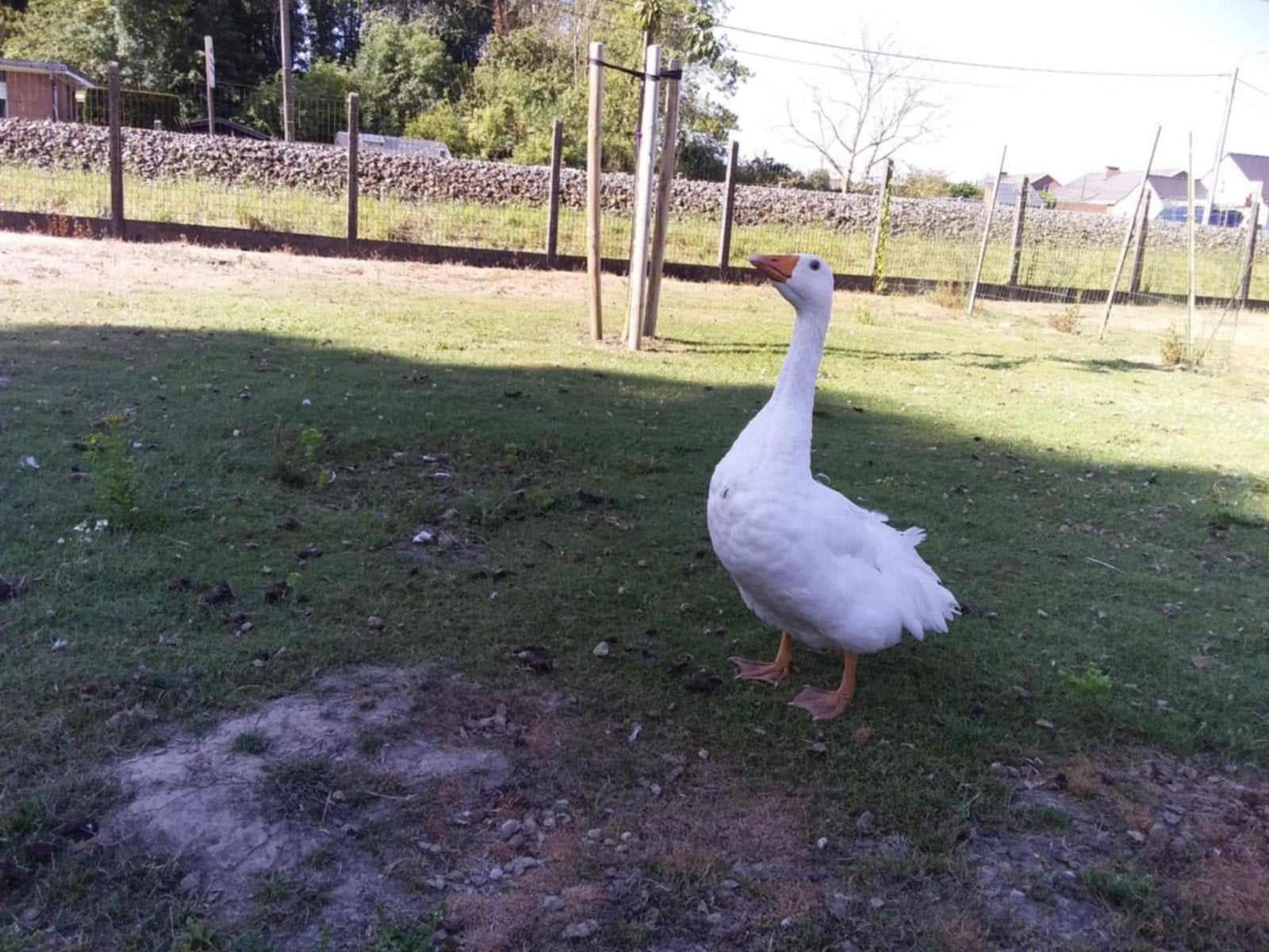 Tweejarige gans, Dieren en Toebehoren, Pluimvee