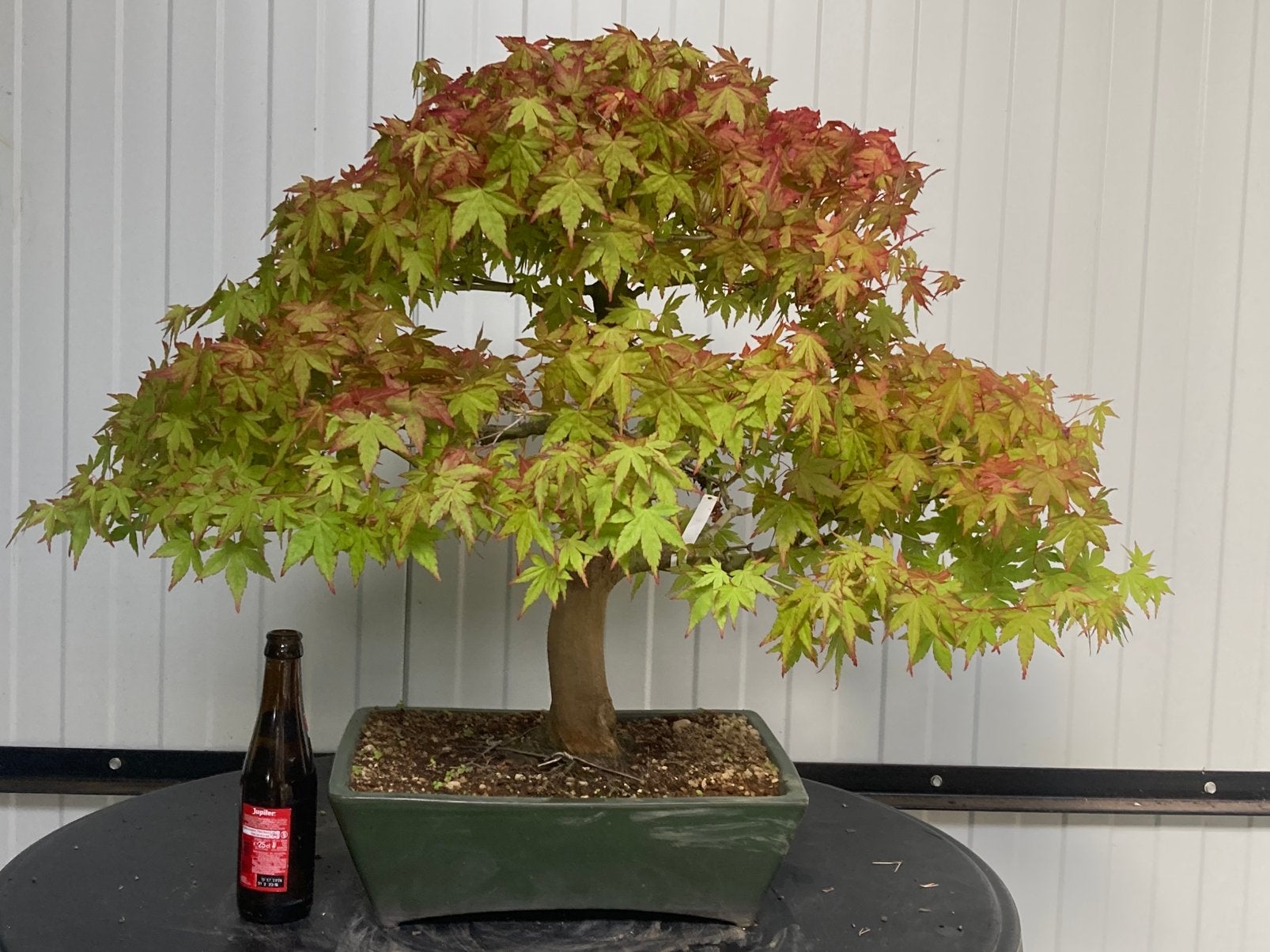 Bonsai acer palmatum, Tuin en Terras, Planten | Bomen, Ophalen