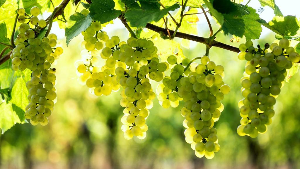 Fruitplanten – framboos, druif, braam, aalbes – €2,5, Tuin en Terras, Bloembollen en Zaden, Ophalen