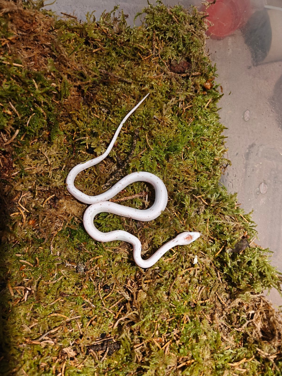 rattenslang palmetto het scaleless, Dieren en Toebehoren, Reptielen en Amfibieën, Slang, 0 tot 2 jaar