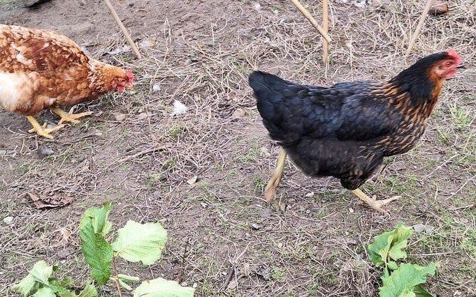 leghennen, Dieren en Toebehoren, Vrouwelijk, Kip