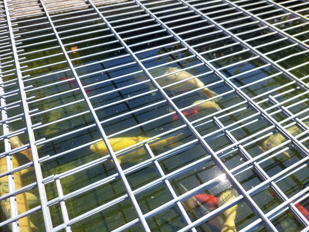 Te koop 15 koi's variërend tussen 50 en 70 cm, Enlèvement