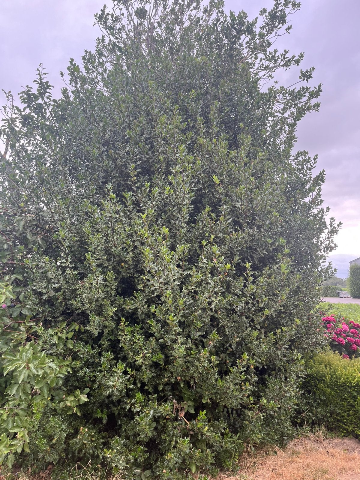 Grote hulst te koop, Tuin en Terras, Planten | Bomen, Ophalen