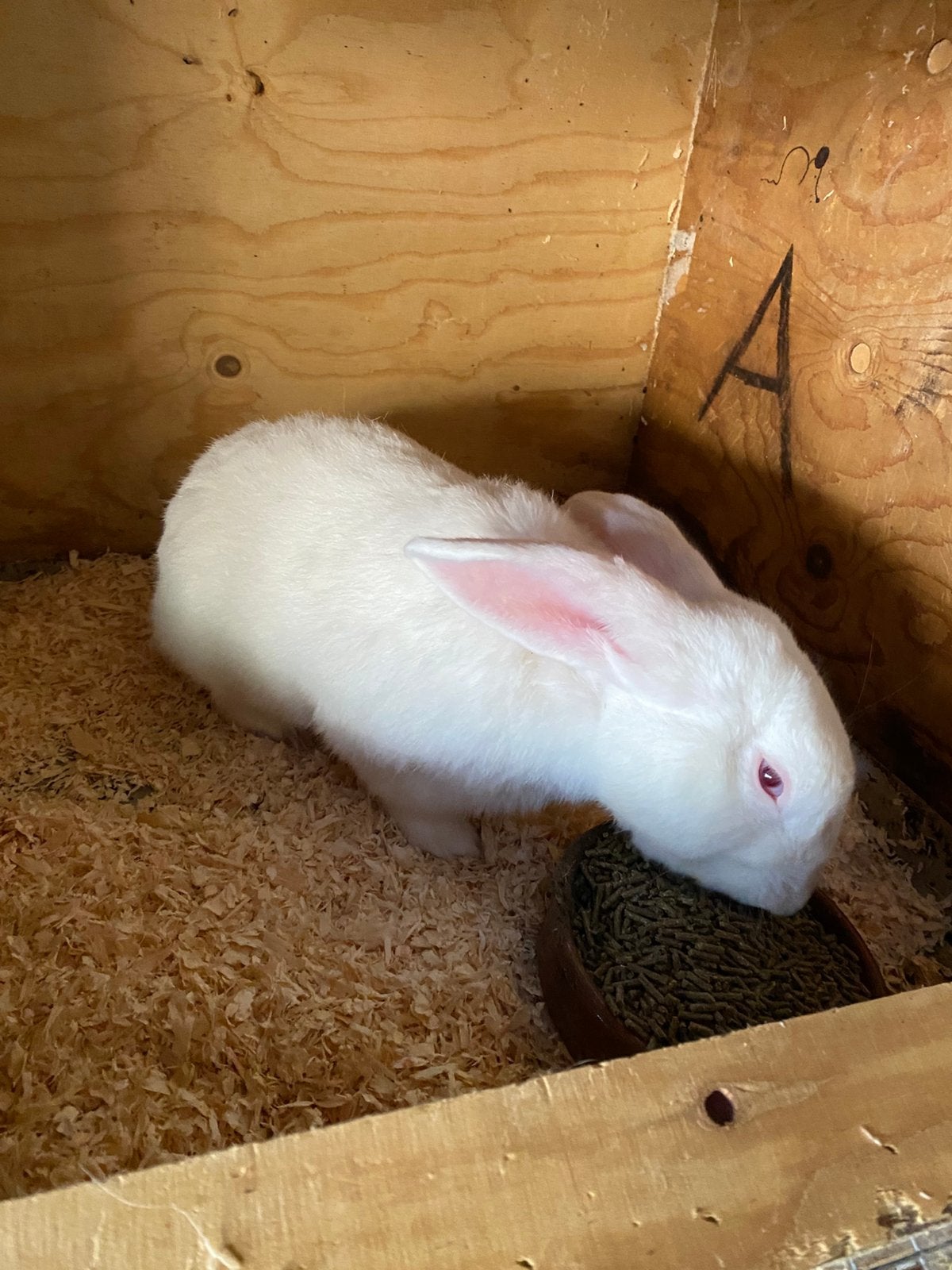 Witte van dendermonde, Dieren en Toebehoren, Mannelijk, Groot, 0 tot 2 jaar