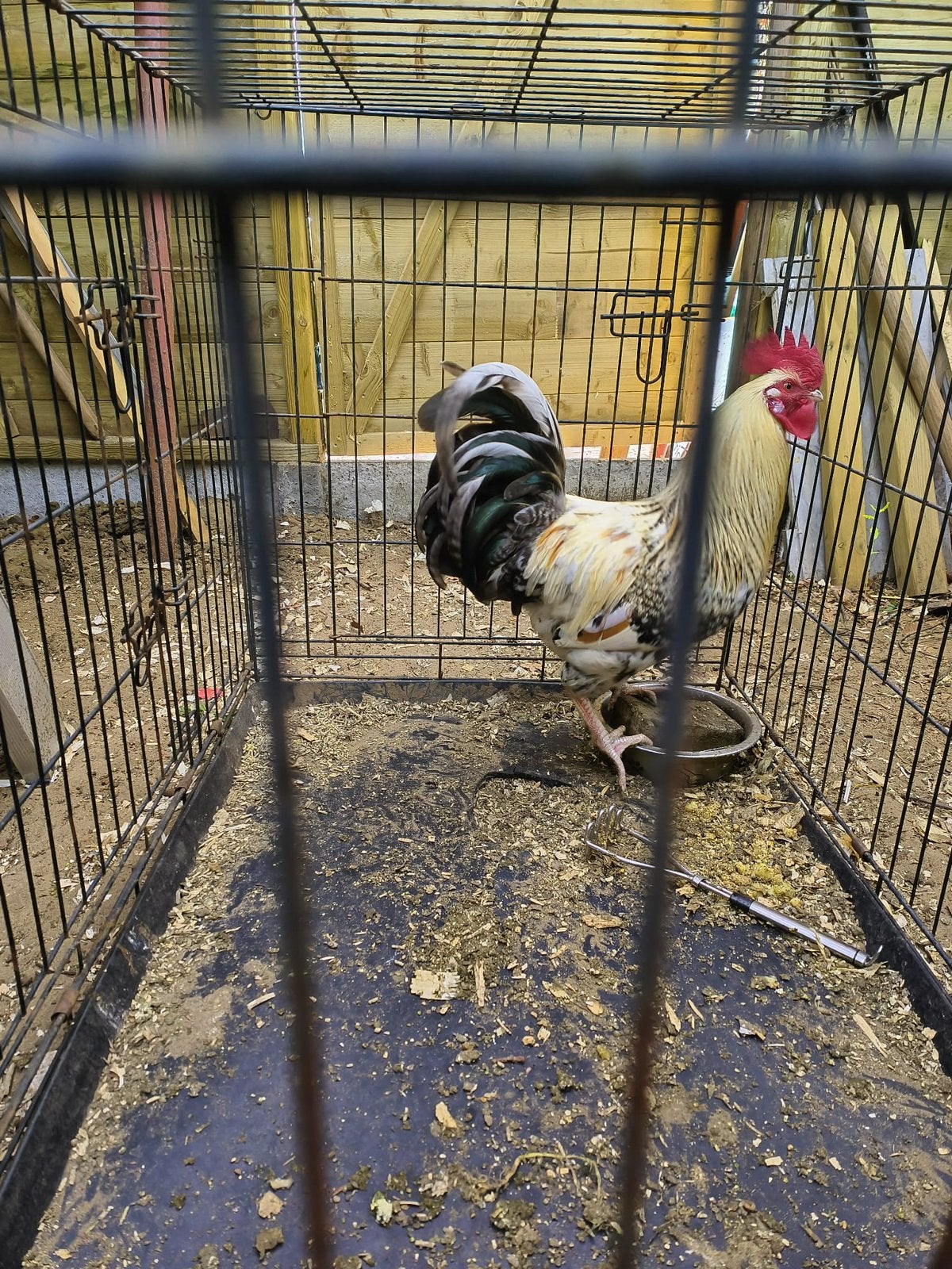 Jonge lieve haan - Gratis, niet voor slacht, Dieren en Toebehoren