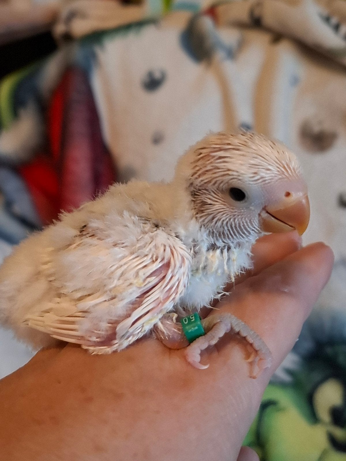 handtamme babys, Dieren en Toebehoren