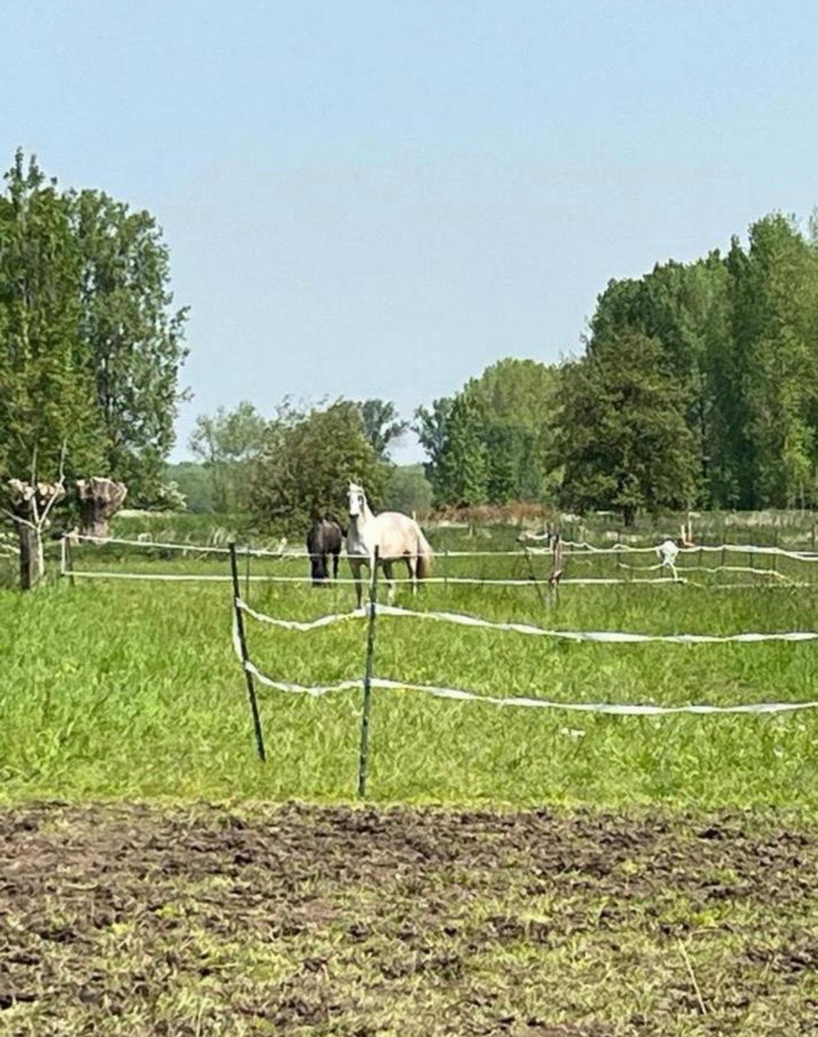 Stal met weidegang 85 euro per maand!, Animaux & Accessoires, Box & Pâturages, Pâturage, 2 ou 3 chevaux ou poneys
