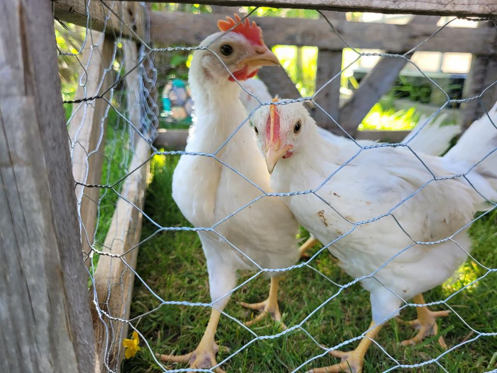 Kuikentjes, Mâle, Poule ou poulet