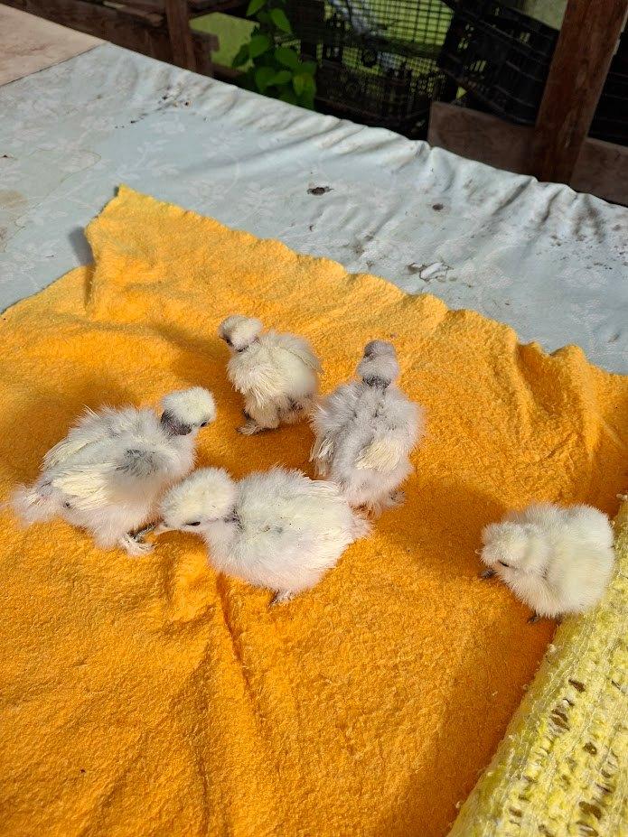 Kuikens van zijdehoen showgirl, Dieren en Toebehoren, Pluimvee, Geslacht onbekend, Kip