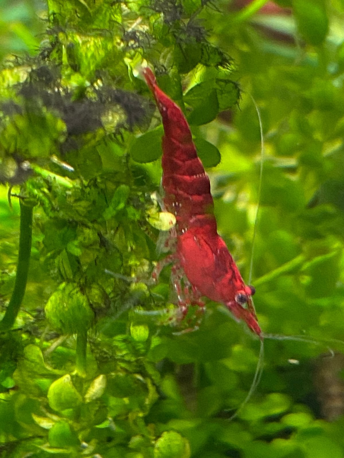 Red sakura neocaridina garnalen Gekweekt op leidingwater