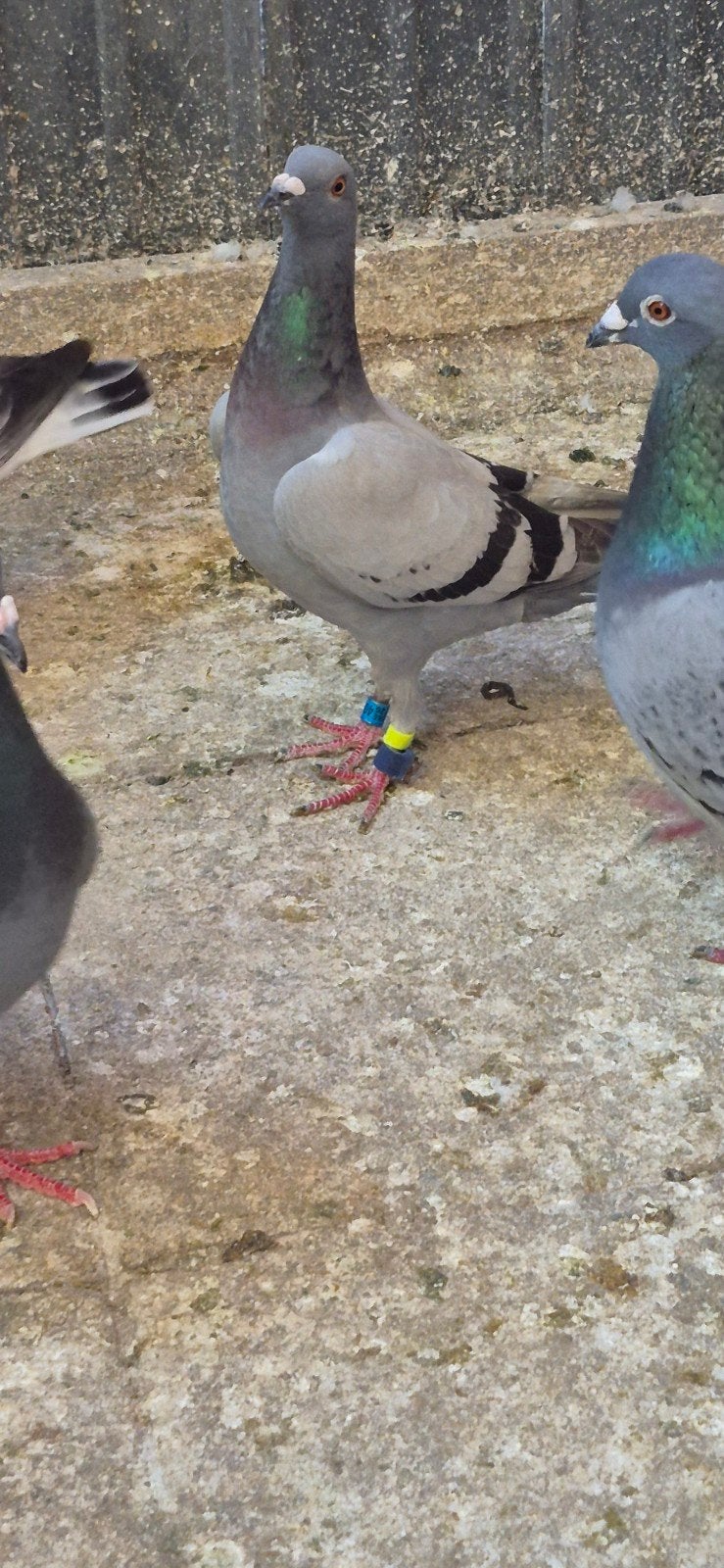 10 stok te koop, Dieren en Toebehoren, Vogels | Overige Vogels