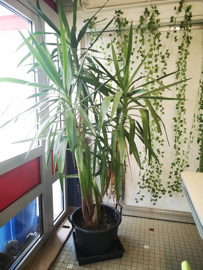 Grote yucca, goed verzorgd, Tuin en Terras, Planten | Bomen, Ophalen