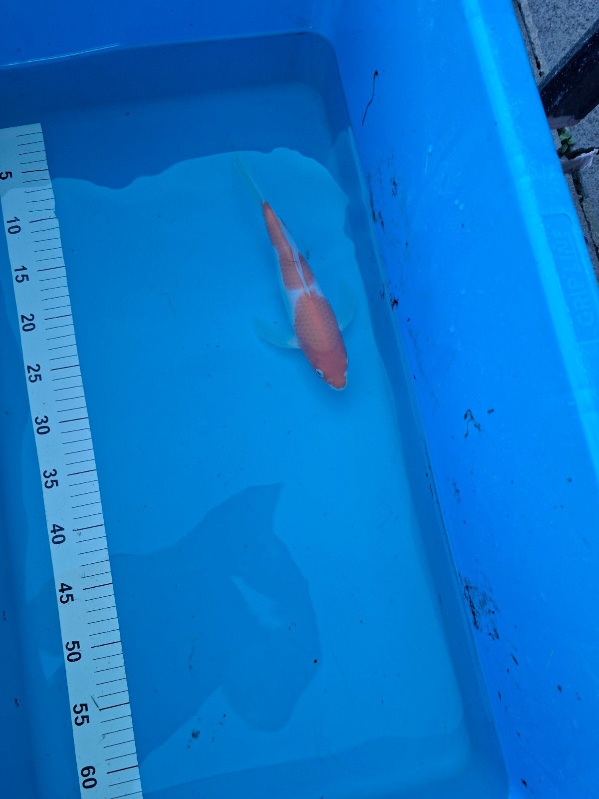 Japanse koi kohaku butterfly, Dieren en Toebehoren, Karper of Koi