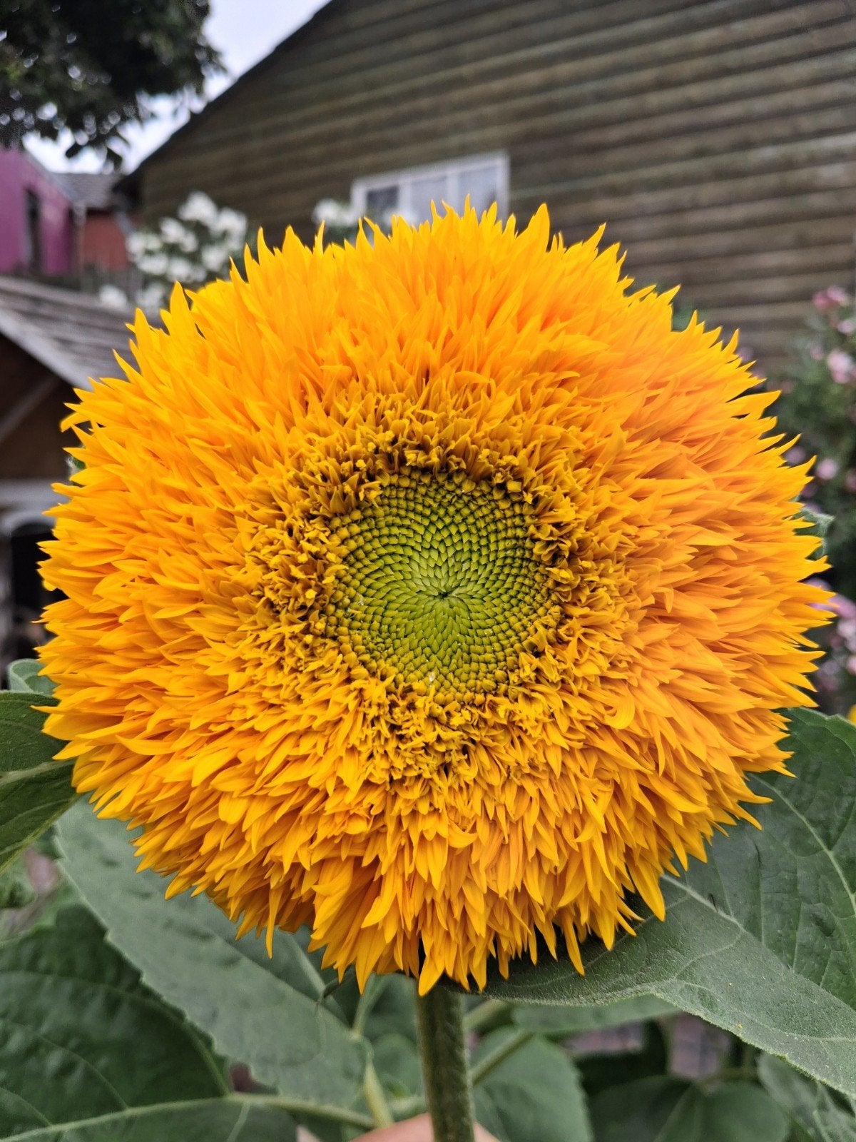 Ruime keuze Biologisch Gekweekte Zaden, Tuin en Terras, Ophalen of Verzenden