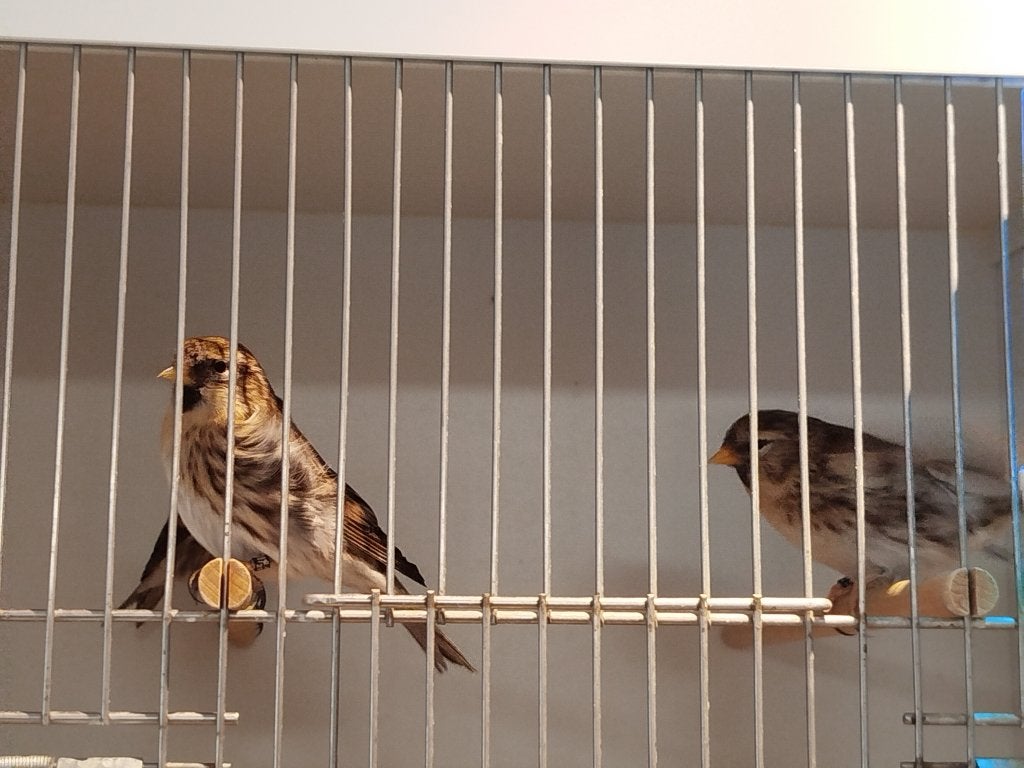 Noordse barmsijzen, Dieren en Toebehoren