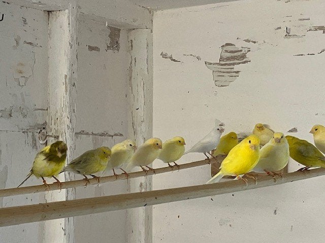 Kleurkanaries, Dieren en Toebehoren, Meerdere dieren, Kleurkanarie