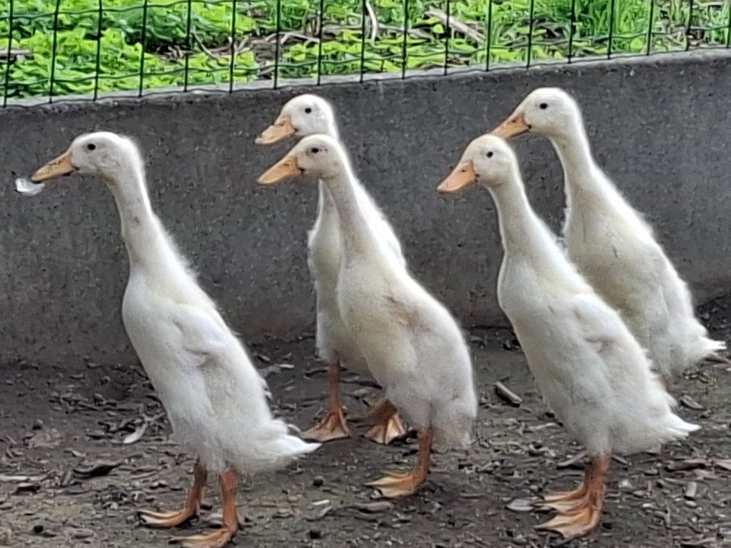 Jonge witte loopeendjes., Dieren en Toebehoren, Meerdere dieren, Eend