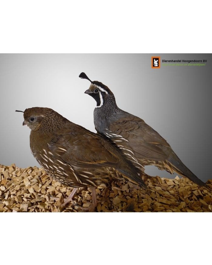 Koppels Calafornische kuifkwartels, Dieren en Toebehoren, Vogels | Overige Vogels