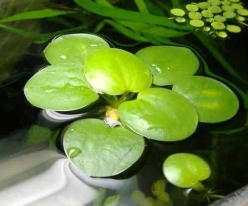 Aquariumplanten, Dieren en Toebehoren, Ophalen of Verzenden, Nieuw, Plant(en), Steen of Hout