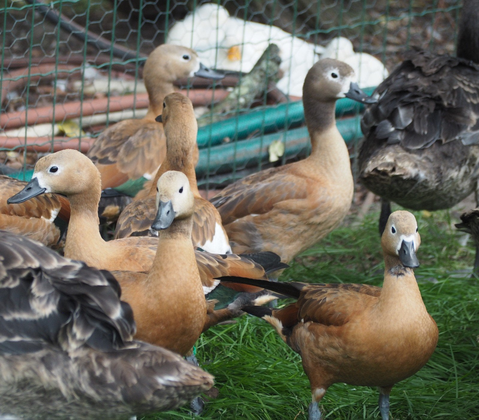 Casarcas rood Grijskopcasarcas, Animaux & Accessoires, Volatiles, Plusieurs animaux, Canard
