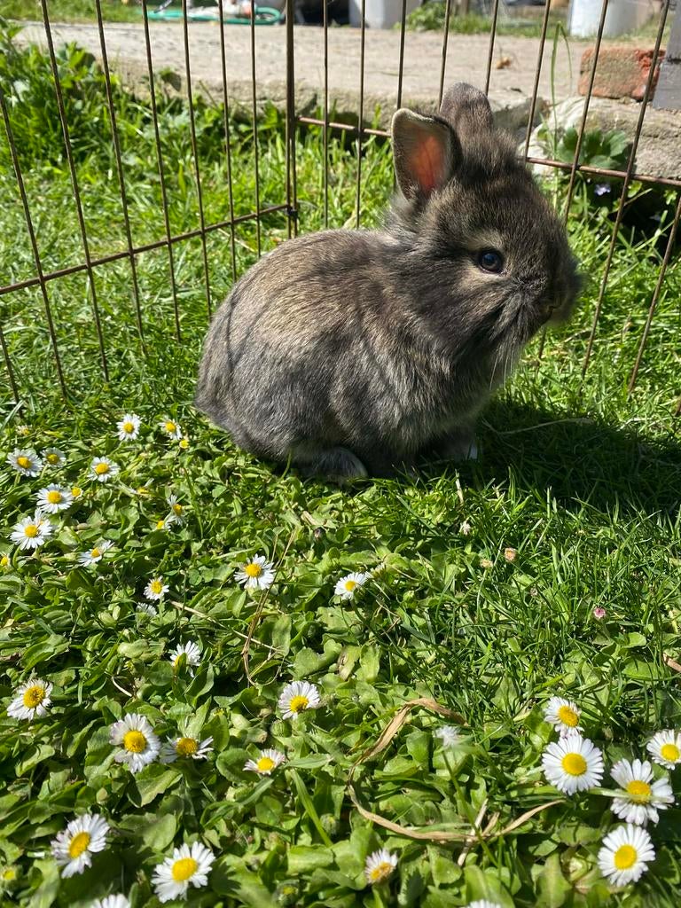 Lapins à vendre, Mâle, Taille moyenne, Oreilles tombantes, 3 à 5 ans