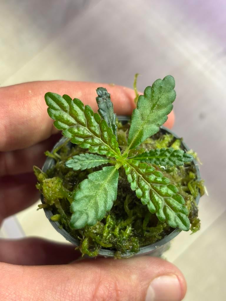 Terrarium plant (nautilocalyx pemphidius small), Ophalen of Verzenden, Nieuw, Tak, Plant, Rots of Steen