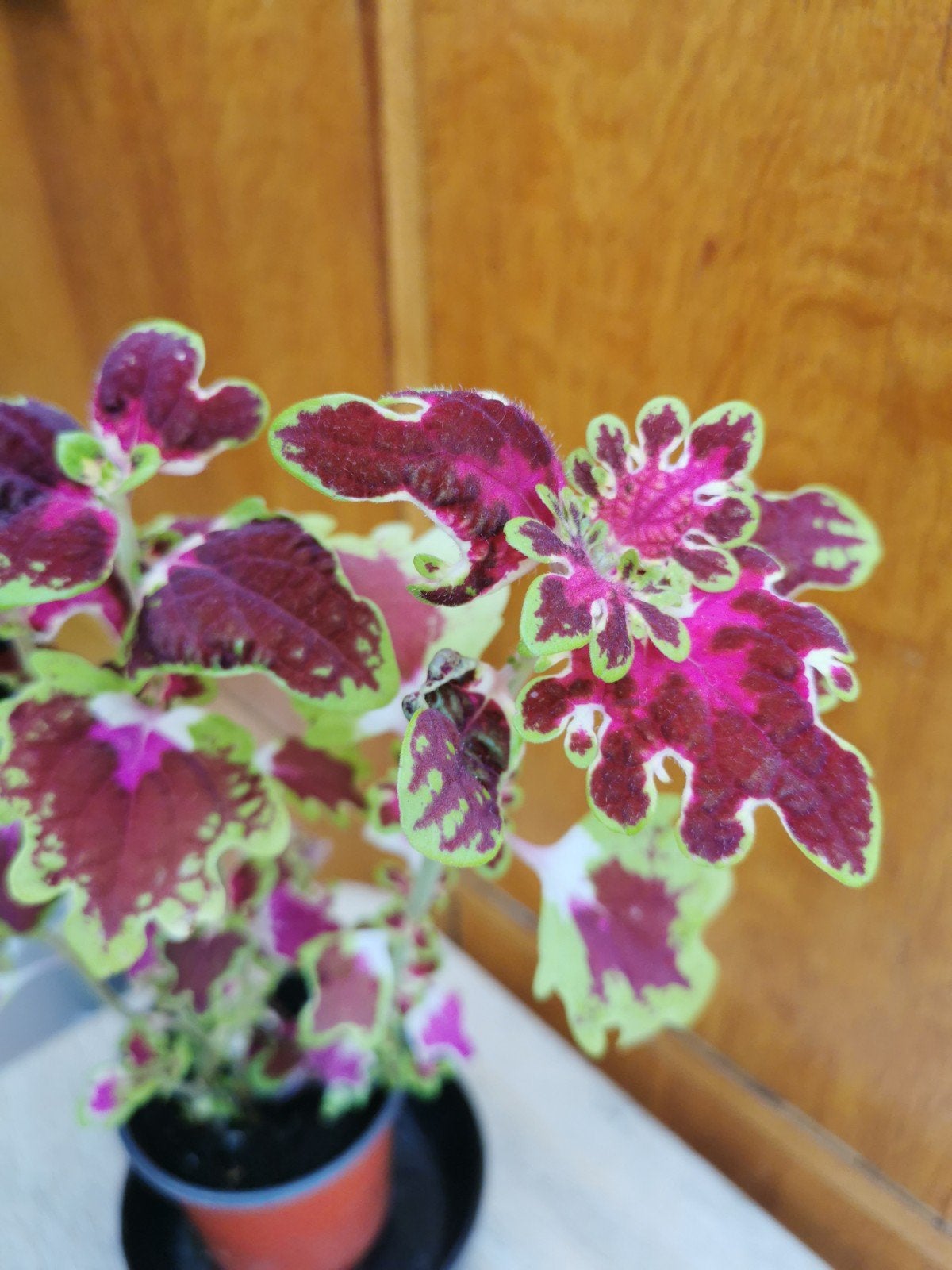 Coleus inky fingers gezonde plant, Maison & Meubles, Enlèvement, Plein soleil