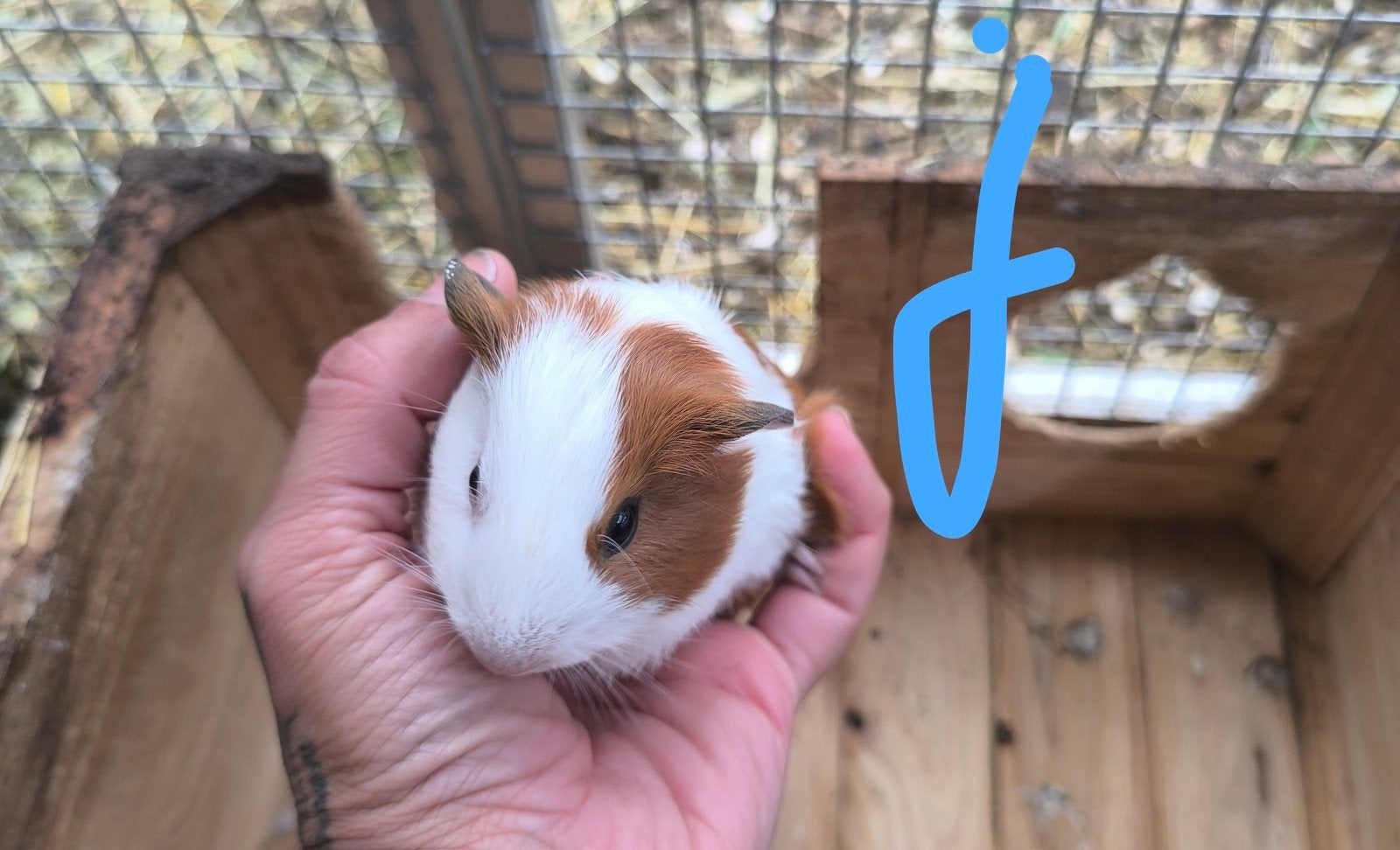 Cavia beertje, Dieren en Toebehoren, Mei, Cavia
