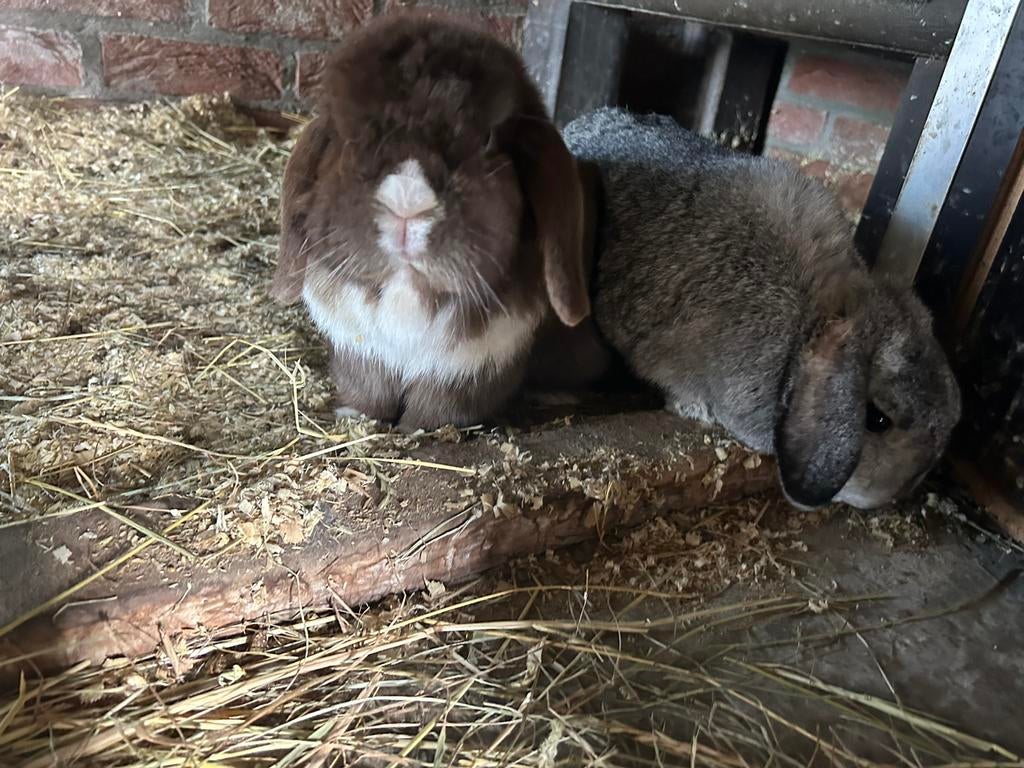Minilops verschillende groepjes, Plusieurs animaux, Petit, Oreilles tombantes, 3 à 5 ans